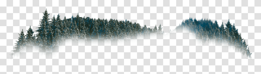 Christmas Tree, Plant, Nature, Pine, Outdoors Transparent Png