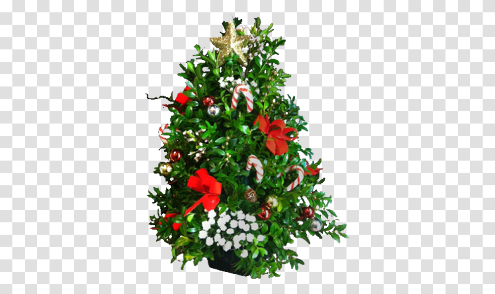 Christmas Tree, Plant, Ornament, Bush, Vegetation Transparent Png