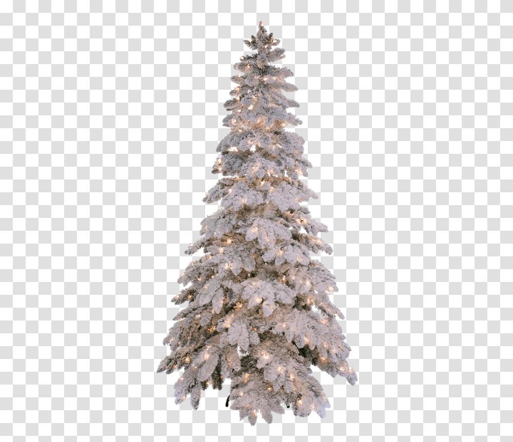 Christmas Tree, Plant, Ornament, Fir, Abies Transparent Png