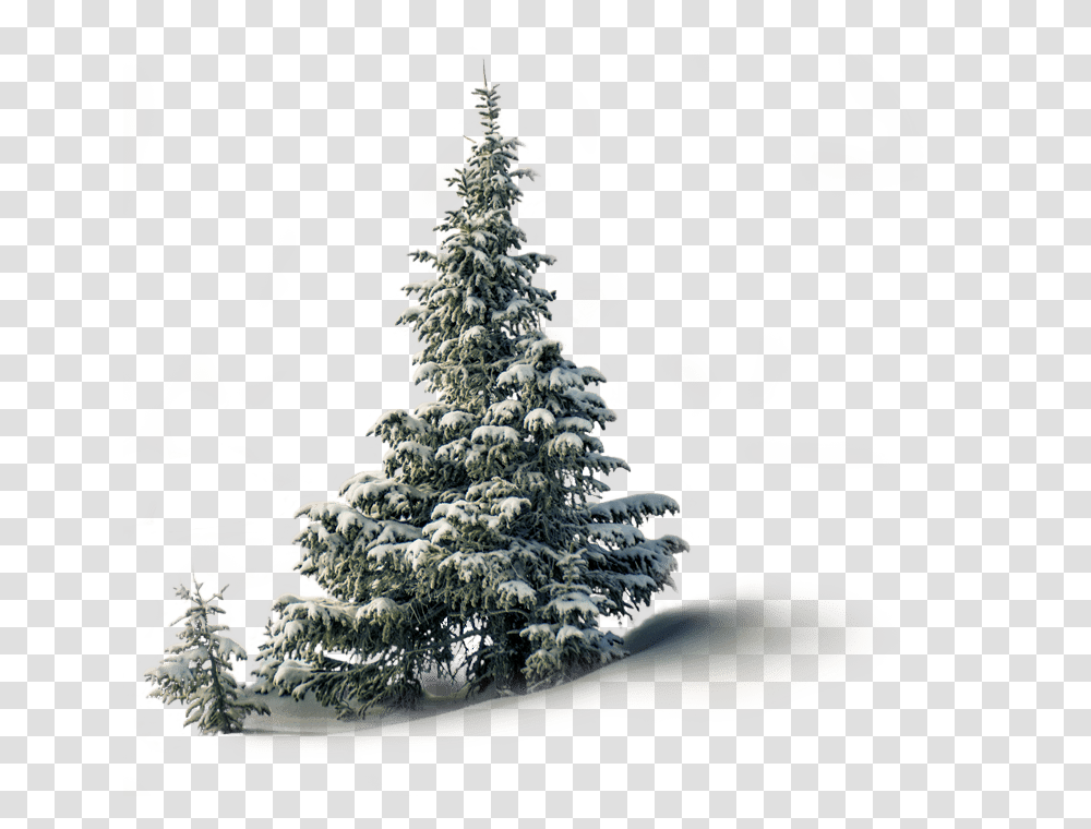 Christmas Tree, Plant, Ornament, Fir, Nature Transparent Png