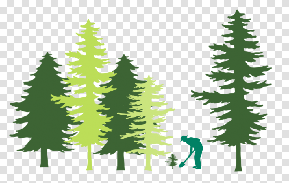 Christmas Tree, Plant, Pine, Fir, Abies Transparent Png