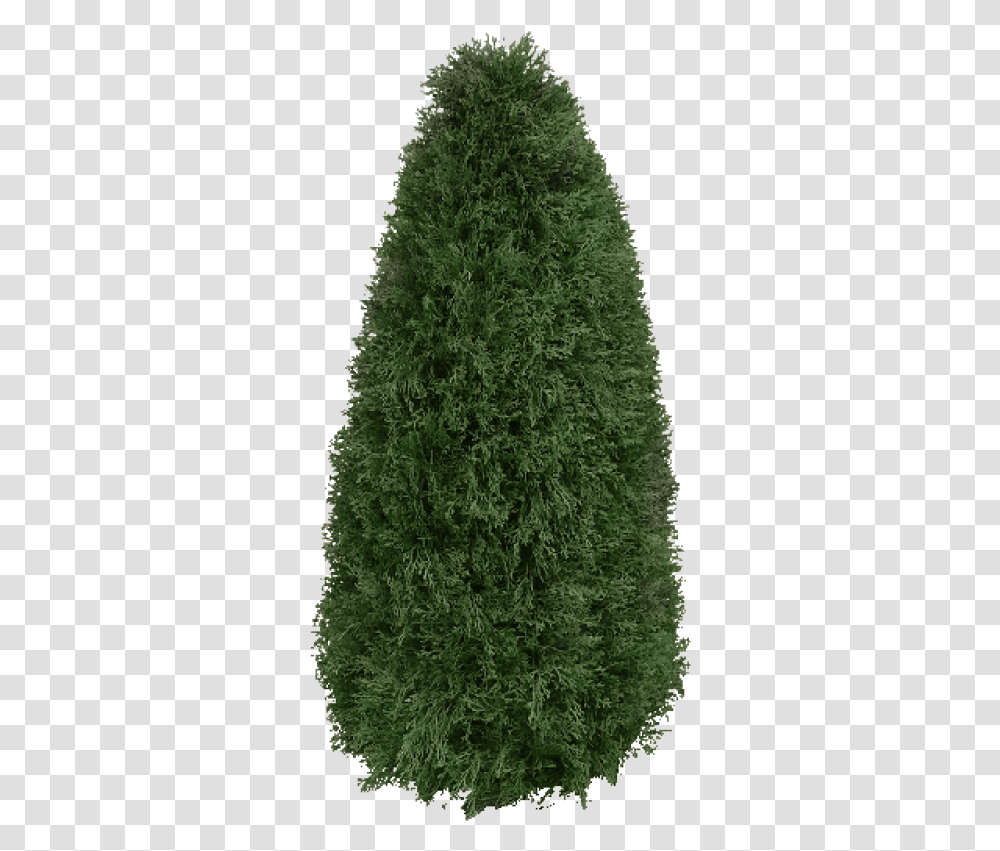Christmas Tree, Plant, Pine, Fir, Abies Transparent Png