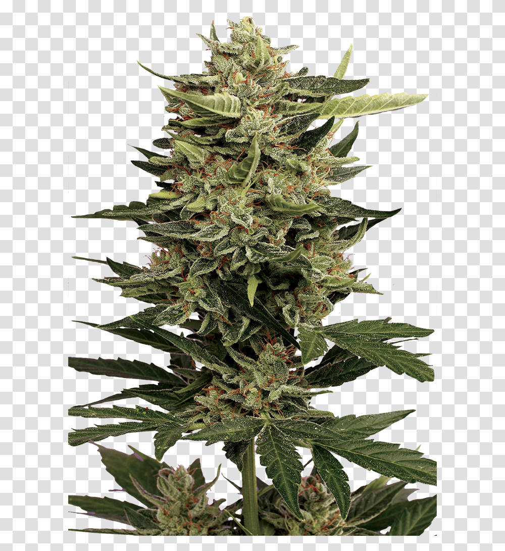 Christmas Tree, Plant, Weed, Hemp, Bud Transparent Png