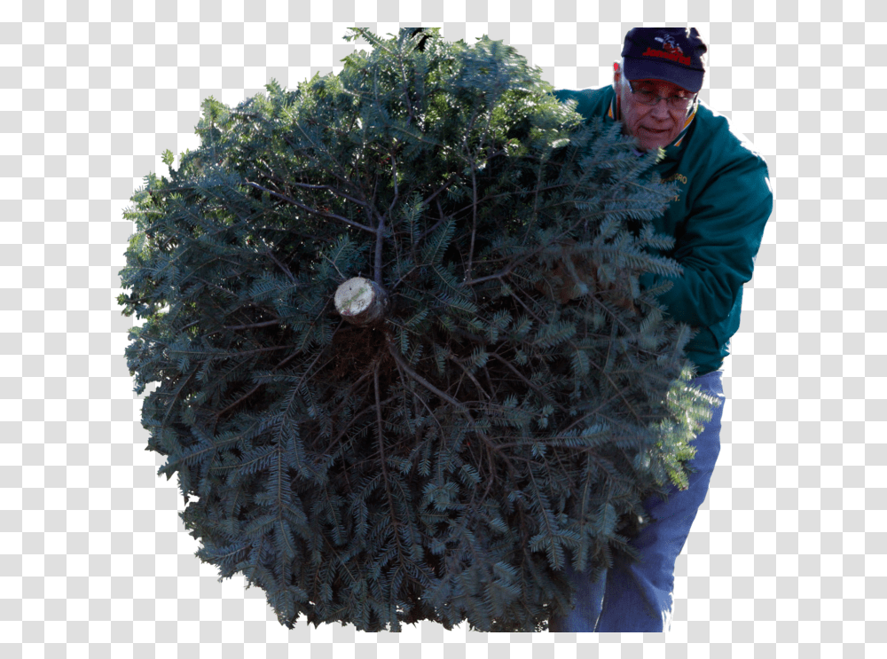 Christmas Tree Recycling Plan For Christmas Tree, Outdoors, Person, Plant, Bush Transparent Png