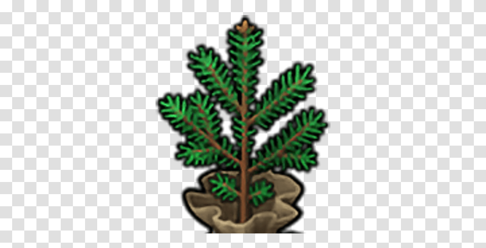 Christmas Tree Seedling Clip Art, Plant, Conifer, Fir, Leaf Transparent Png