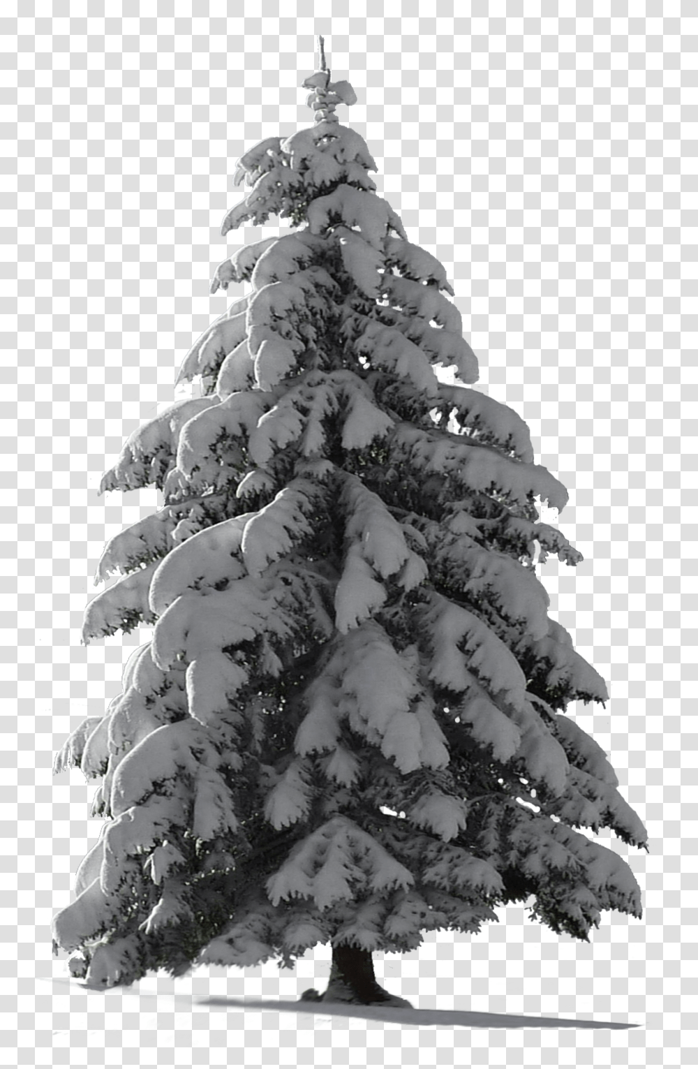 Christmas Tree Snow 2 Image Snow Pine Tree, Plant, Fir, Abies, Ornament Transparent Png