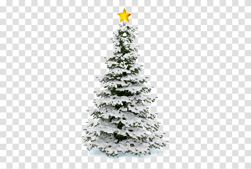 Christmas Tree Snow Christmas Snow Tree, Plant, Pine, Fir, Abies Transparent Png