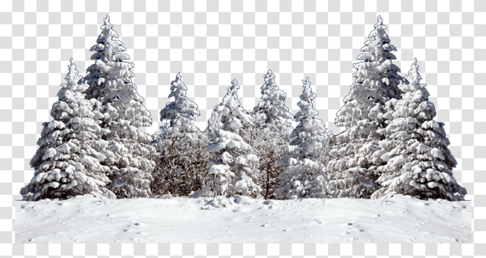 Christmas Tree Snow Fir Spruce Snow Tree Download Christmas Tree Snow, Plant, Nature, Pine, Outdoors Transparent Png
