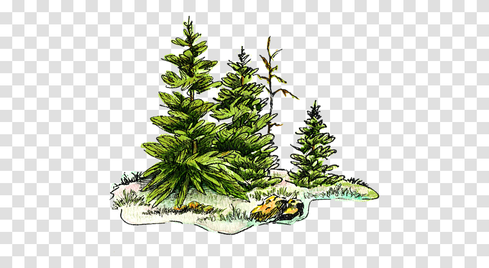 Christmas Tree Watercolor, Plant, Pineapple, Fruit, Food Transparent Png