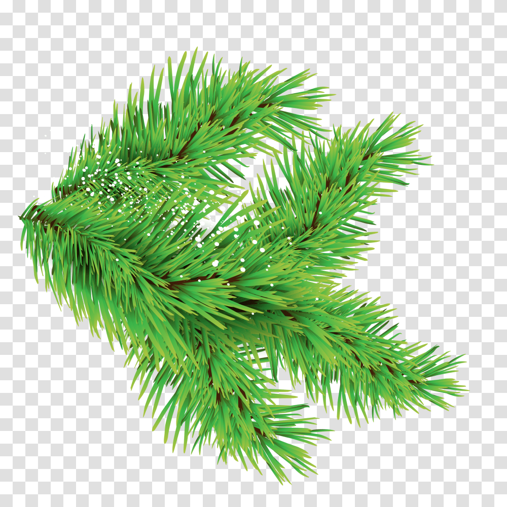 Christmas Trees Leaves Images With Different Sizes Only Christmas Tree Leaves, Plant, Leaf, Conifer, Green Transparent Png
