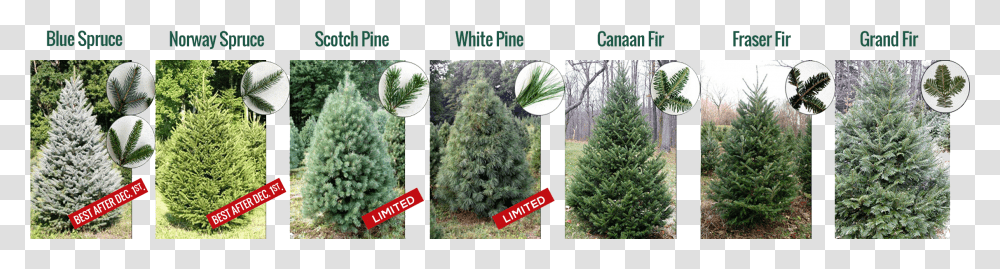 Christmas Trees Mexican Pinyon, Plant, Conifer, Pine, Spruce Transparent Png