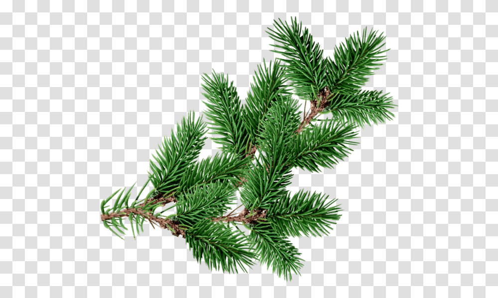 Christmastree Branch Decoration Overlay Christmas Pine Tree Overlay, Plant, Conifer, Fir, Abies Transparent Png