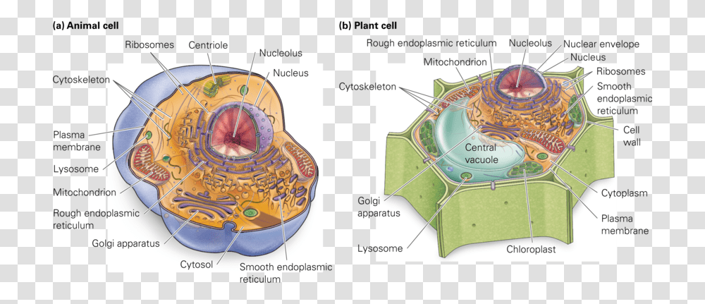 Chromatin Drawing Plant Cell Diagram Cell Structure Animal Cells, Plot, Architecture, Building, Clock Tower Transparent Png