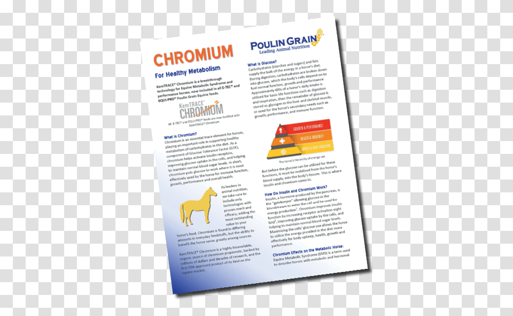 Chromium For Healthy Metabolism Horizontal, Flyer, Poster, Paper, Advertisement Transparent Png
