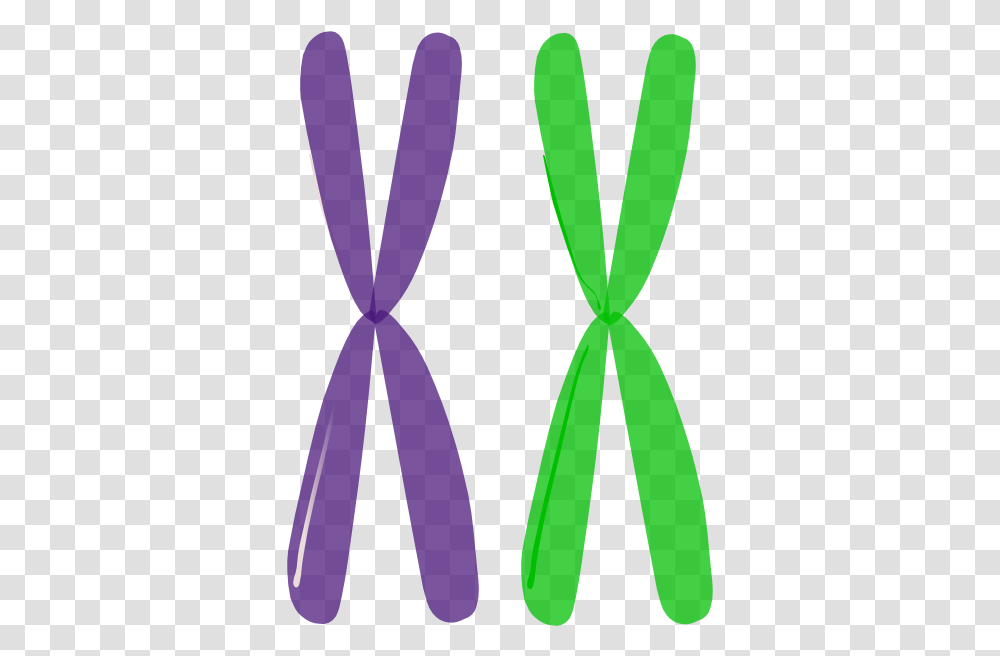 Chromosome 1 Image Chromosomes, Hourglass, Pattern, Purple, Text Transparent Png