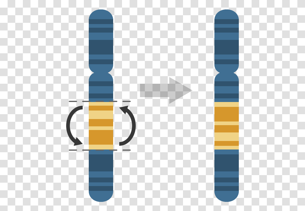 Chromosome Clipart Chromosomal Inversion, Label Transparent Png