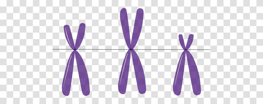 Chromosome Clipart Chromosome Clip Art Images, Ornament, Pattern, Screen Transparent Png
