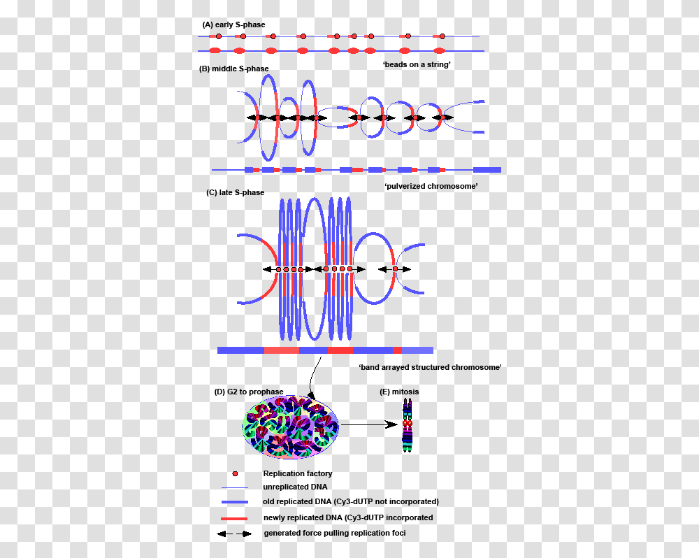 Chromosome Condensation Phase, Lighting Transparent Png