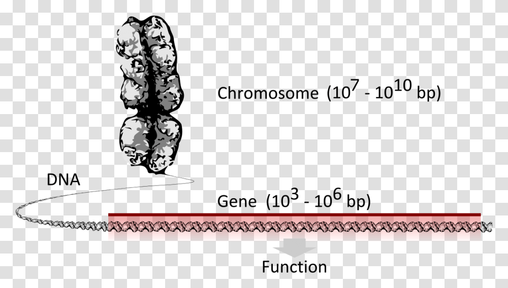 Chromosome Dna Gene Chromosome Dna Genes Svg, Accessories, Accessory Transparent Png