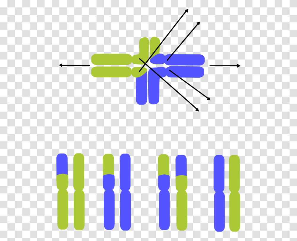 Chromosome Dna Lactic Acid Computer Icons Chromosomal Transparent Png