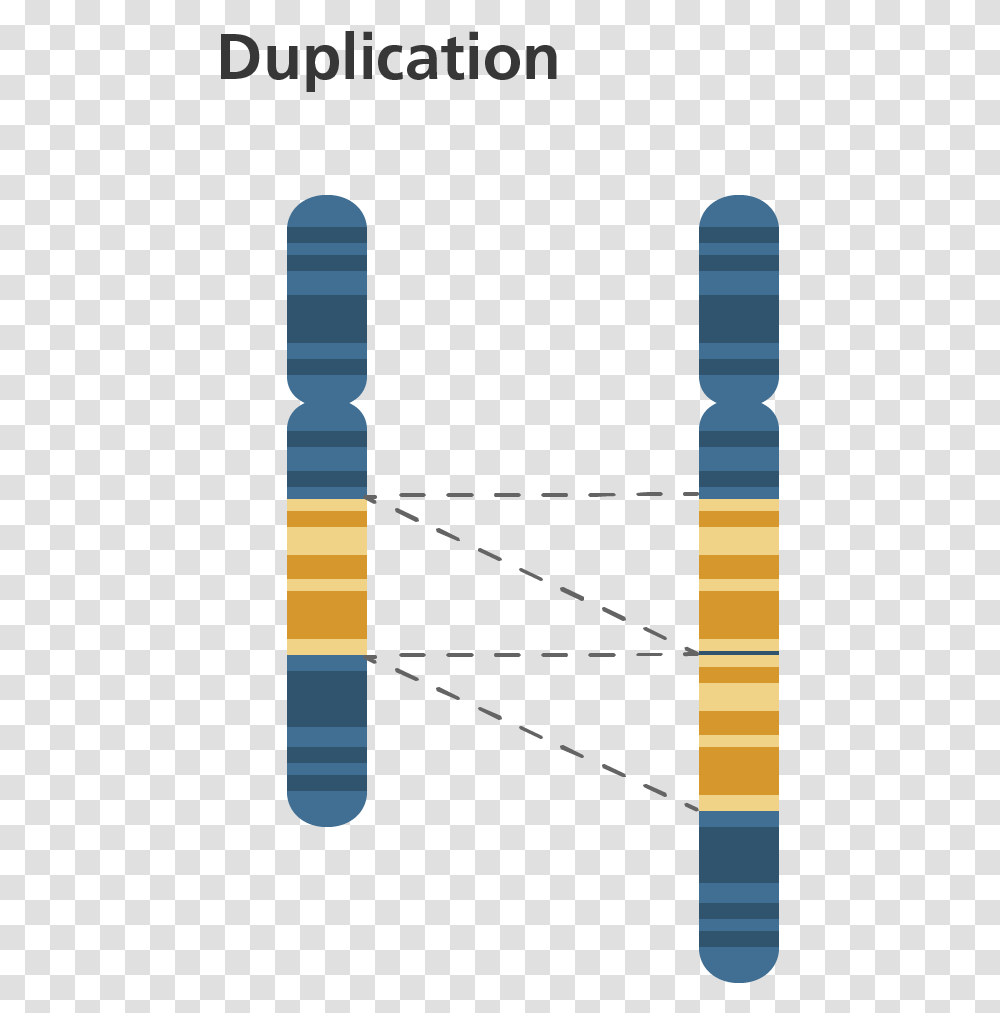 Chromosome Duplication Chromosomal Duplication, Plot, Outdoors, Number Transparent Png