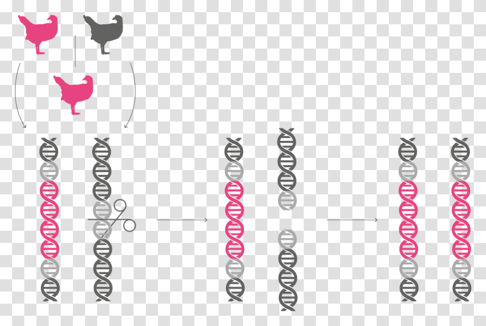 Chromosome Graphic Design, Chicken, Poultry, Fowl, Bird Transparent Png