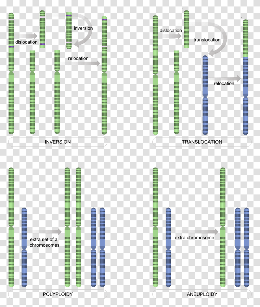 Chromosome Level Mutations Nrg Stadium, Number, Plot Transparent Png