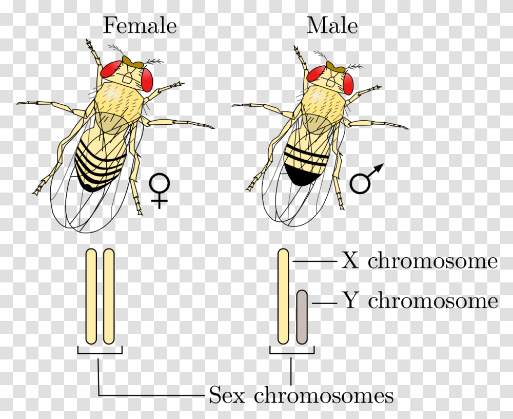 Chromosome Sexuel, Honey Bee, Insect, Invertebrate, Animal Transparent Png