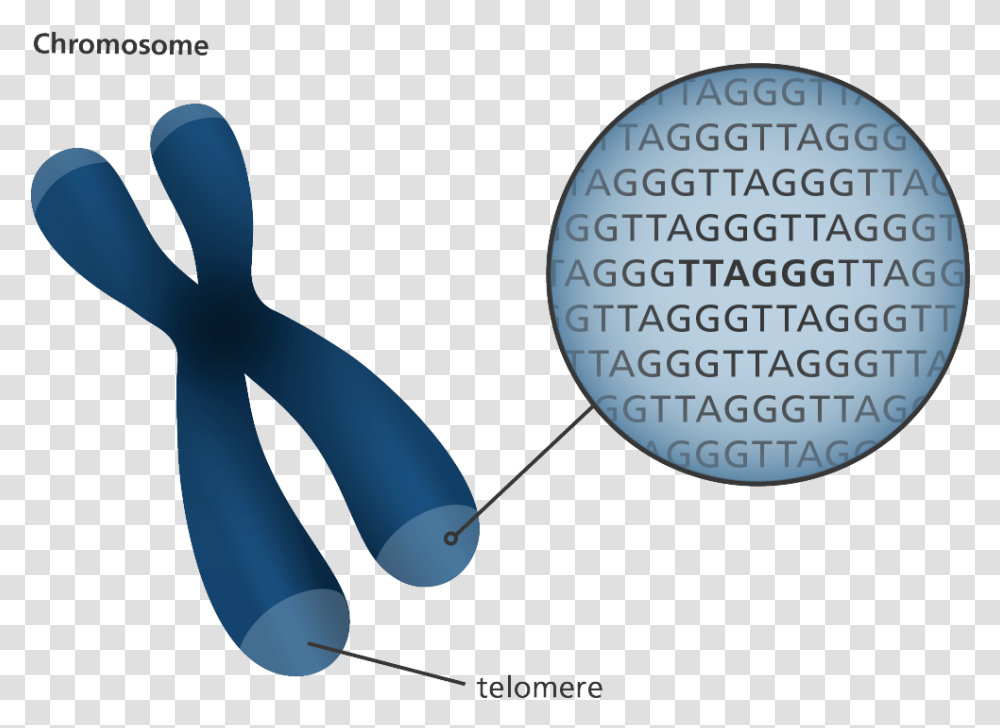 Chromosome Telomeres, Clock Tower, Architecture, Building Transparent Png