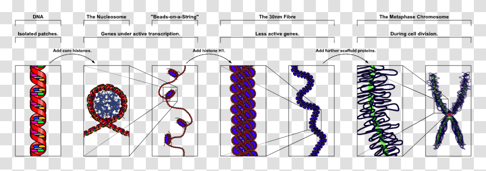 Chromosome Upright Chromatin Structure, Coil, Spiral, Accessories, Accessory Transparent Png