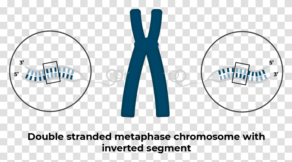 Chromosome With Inversion Circle, Knot, Hand, Label Transparent Png