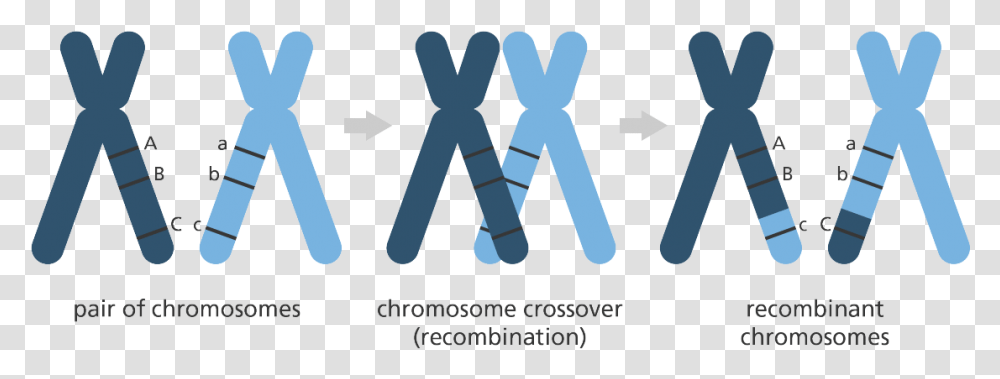 Chromosome, Word, Alphabet Transparent Png