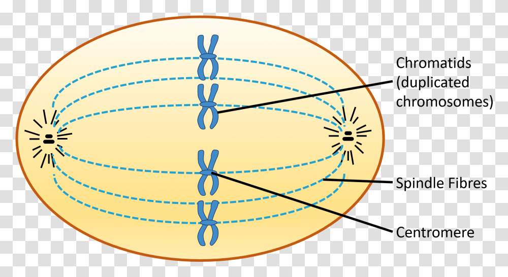 Chromosomes At Equator Of Cell Chromatids Spindle Metaphase Picture Clipart, Sphere, Ornament, Pattern, Astronomy Transparent Png