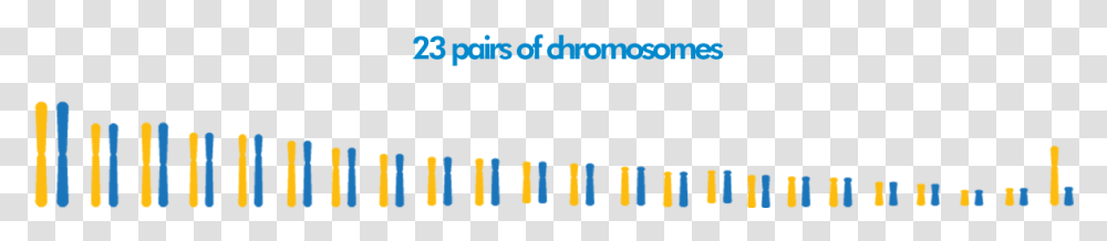 Chromosomes Colorfulness, Alphabet, Number Transparent Png