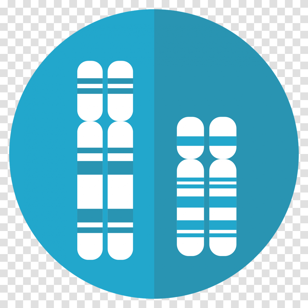 Chromosomes Genetics Dna Genes Chromosome Chromosome Graphic, Hand, Alloy Wheel, Spoke, Machine Transparent Png