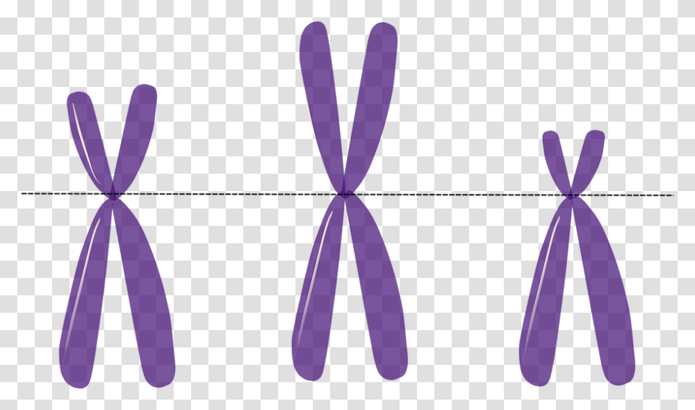 Chromosomes Genetics Metacentric Purple Science Telomeres Clipart Transparent Png