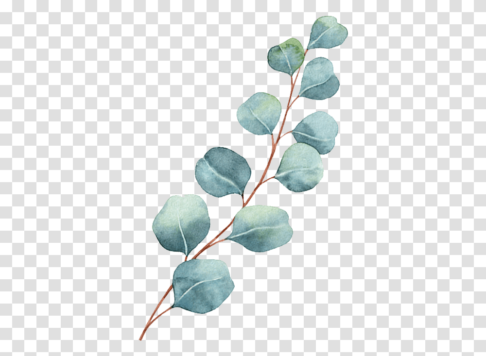 Chronic Pain Acacia Greggii, Leaf, Plant, Annonaceae, Tree Transparent Png