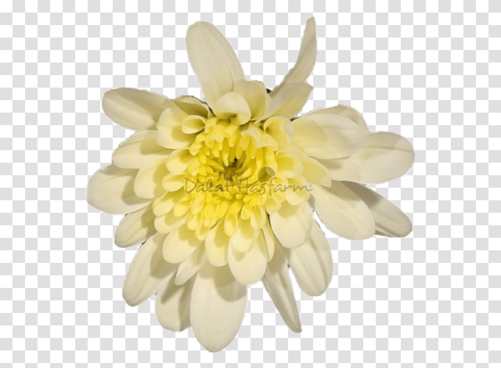 Chrysal Vanilla Chrysanths Chrysanths, Plant, Dahlia, Flower, Blossom Transparent Png