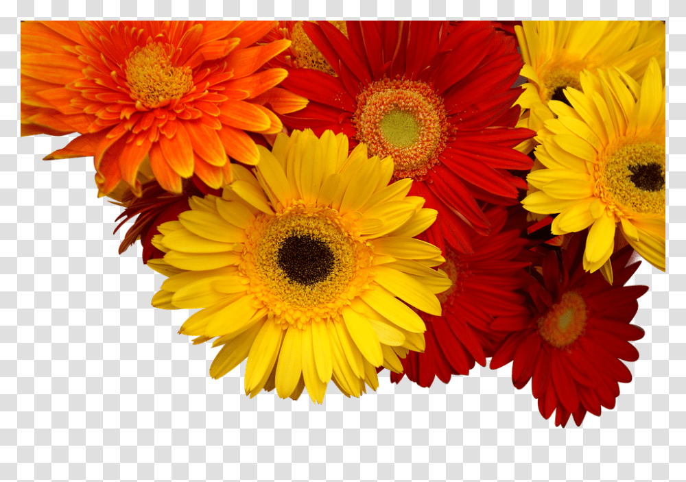 Chrysanthemum 960, Flower, Plant, Blossom, Daisy Transparent Png