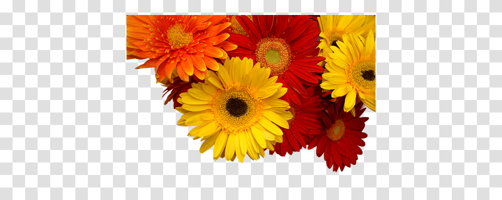 Chrysanthemum Plant, Flower, Blossom, Daisy Transparent Png