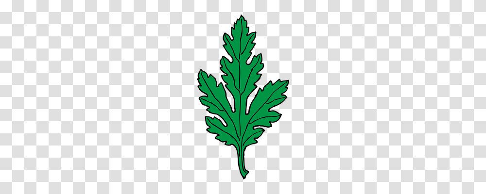 Chrysanthemum Technology, Leaf, Plant, Tree Transparent Png