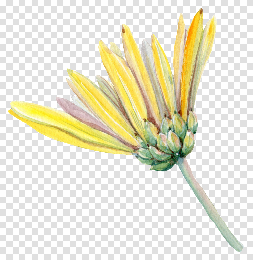 Chrysanthemum African Daisy, Plant, Flower, Blossom, Daisies Transparent Png