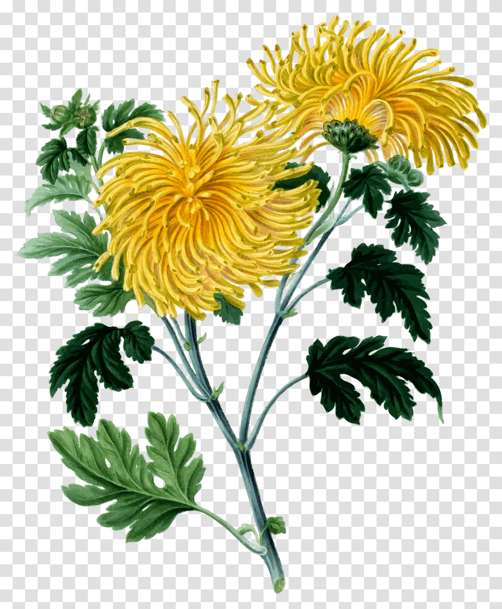 Chrysanthemum Chrysanthemum Clipart, Plant, Flower, Dahlia, Sunflower Transparent Png