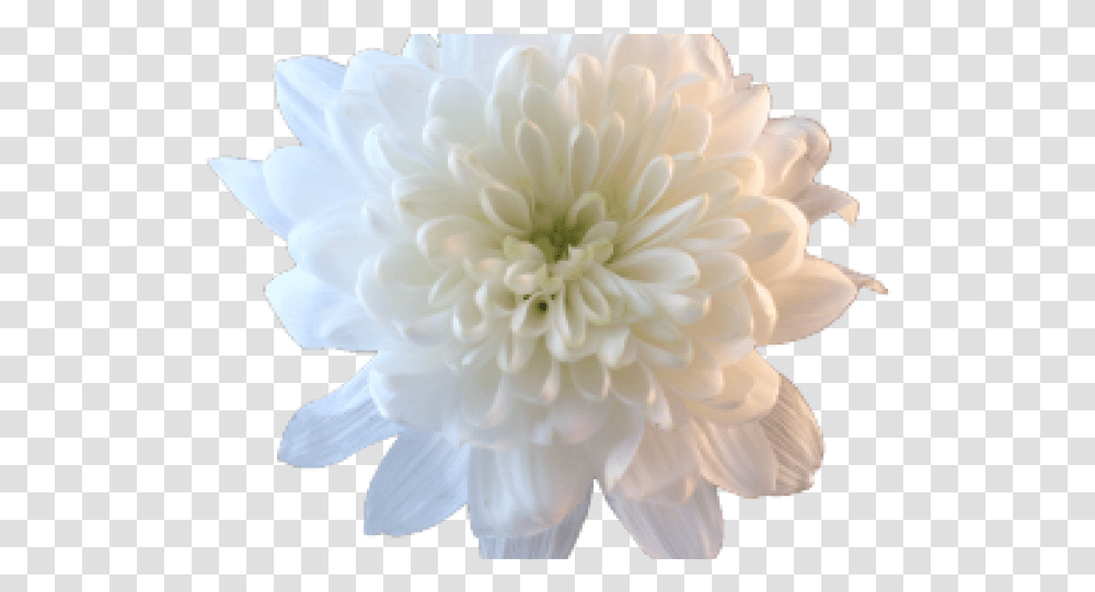 Chrysanthemum Clipart White Flower, Dahlia, Plant, Blossom, Pattern Transparent Png