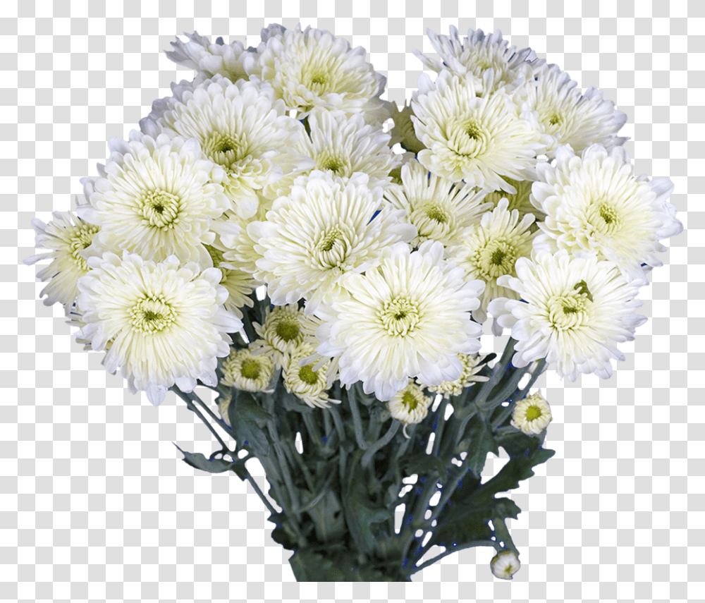 Chrysanthemum Cushion, Plant, Flower, Blossom, Flower Bouquet Transparent Png