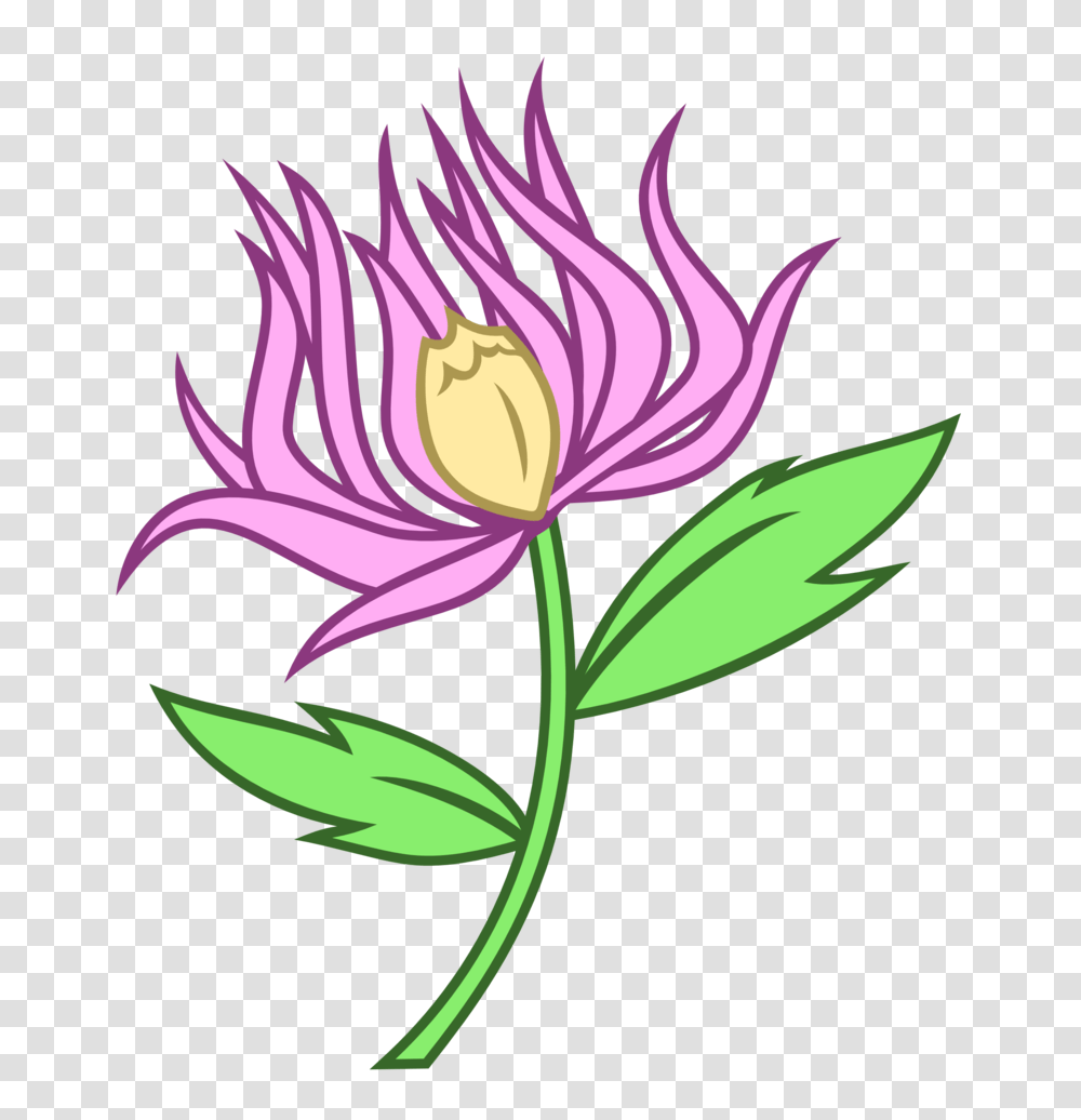 Chrysanthemum Cutie Mark, Plant, Flower, Blossom, Lily Transparent Png