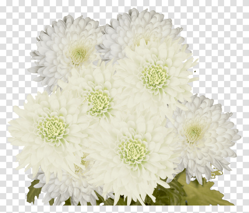 Chrysanthemum, Dahlia, Flower, Plant, Blossom Transparent Png