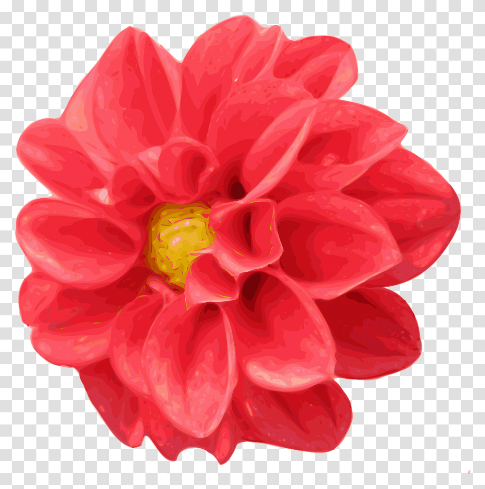 Chrysanthemum Dahlia Red Free Vector Graphic On Pixabay Flowers Realistic, Plant, Blossom, Rose, Geranium Transparent Png