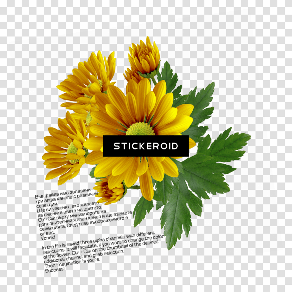 Chrysanthemum Download Flower Free, Plant, Blossom, Sunflower, Daisy Transparent Png