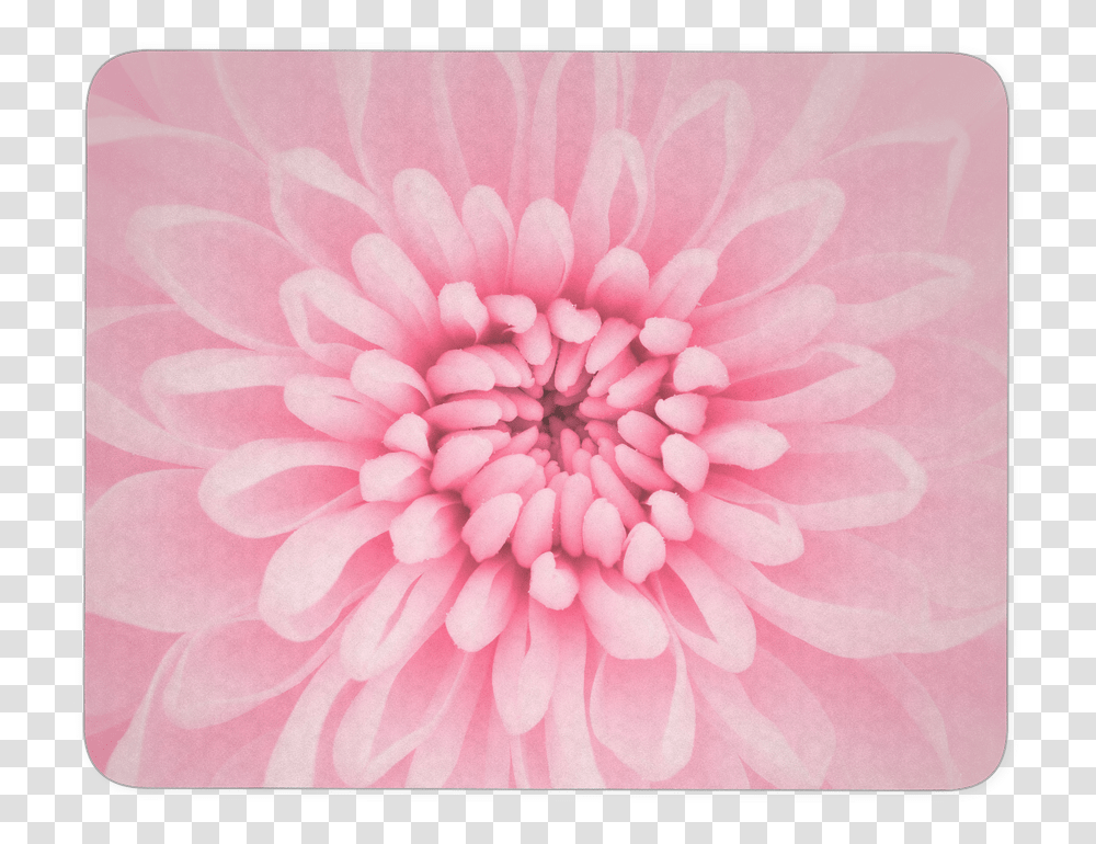 Chrysanthemum Flower Mouse Pad Aesthetic Background, Plant, Dahlia, Blossom, Rug Transparent Png